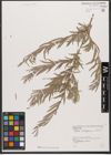 Foto von Salix wilhelmsiana M. Bieb.